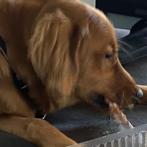 Meet your Posher, Tony